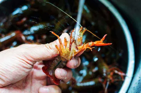 巨好吃的小龙虾做法大全，吃货们pick一下！