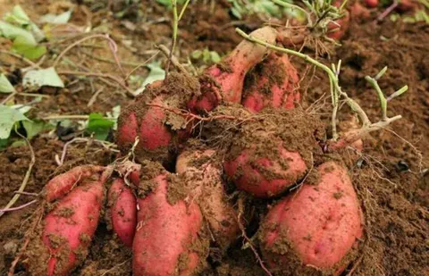 什么原因导致红薯只长藤而土里红薯块却没长？如何解决？
