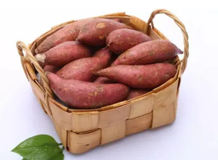储存红薯最佳方法是什么？种红薯是提藤好还是翻藤好？