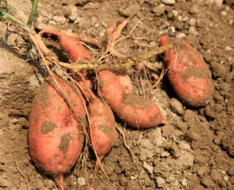 红薯会开花结种子吗？红薯不能和哪些蔬菜种在一起？