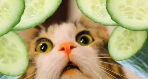 为什么猫会怕黄瓜？露地黄瓜栽培技术是什么？