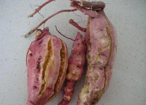红薯该如何防止出现裂缝？什么时候插红薯秧最适宜？