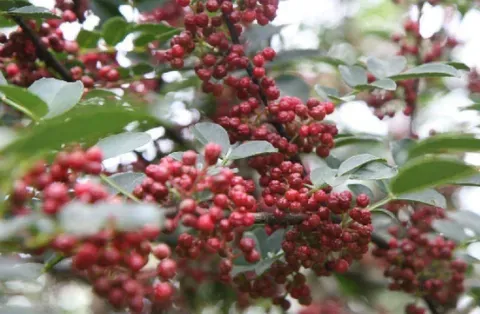 花椒能和杏树嫁接吗？四川省哪里产的花椒最好？