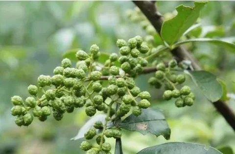 2018种花椒前景如何？花椒可以大面积种植吗？