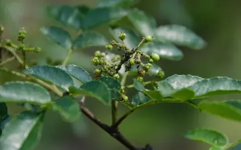 花椒树上的腻虫为何越打农药越多？如何防止病虫害？