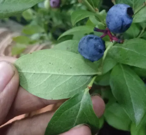蓝莓树怎么辨别真假？盆栽蓝莓落叶了