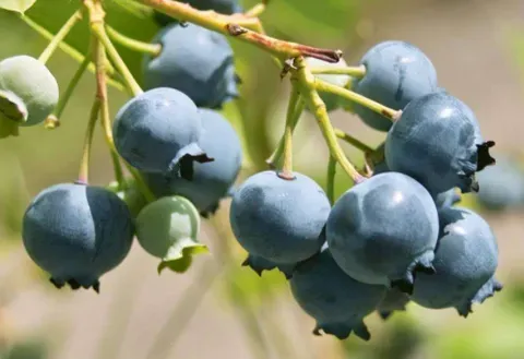 野生蓝莓和种植蓝莓有什么区别？蓝莓