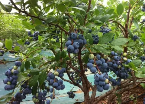 如何能让盆栽蓝莓果实大而甜？蓝莓土