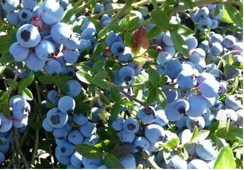 蓝莓叶子发红这是怎么回事？蓝莓花腐病用什么药好？