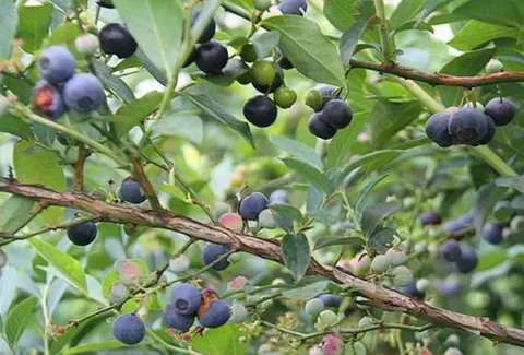 蓝莓树苗的主产地有哪些地方？贵州哪里的蓝莓最好吃？