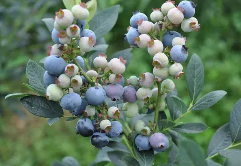 日照蓝莓为什么那么有名？矮丛蓝莓如何嫁接高丛蓝莓？