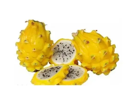 “黄火龙果”是什么水果？黄火龙果与常见火龙果区别？