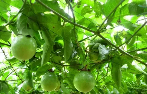 广西种植百香果用什么肥料能够果多？百香果如何保花保果