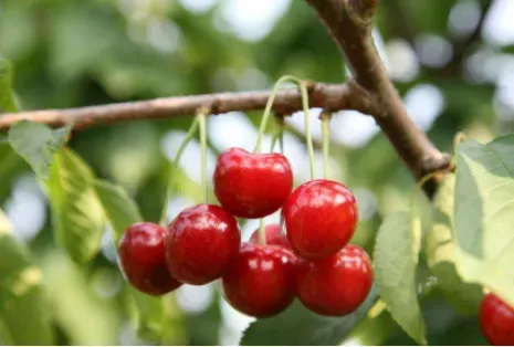 樱桃可以和什么果树嫁接？常用的六种砧木优缺点？