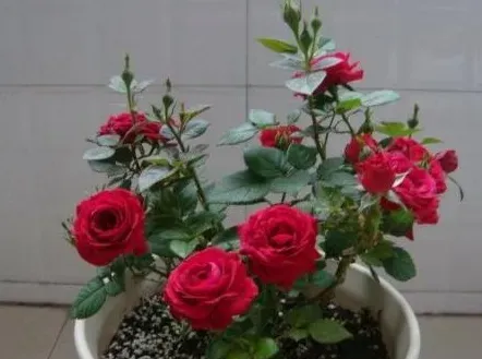 玫瑰花种子怎么种植？通常玫瑰花是什么时候开的？