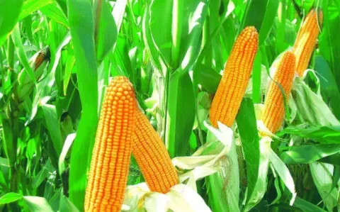 农民种一亩玉米能赚多少钱？如何种高产玉米？