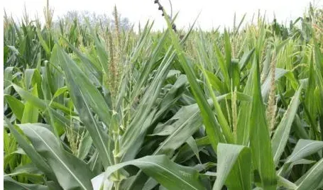 玉米授粉期间下雨对玉米收成有影响吗？玉米拌种用什么药