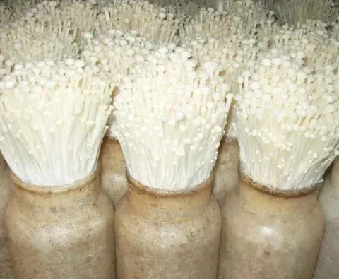 金针菇在家怎么种？如何培植出高产优质的金针菇？