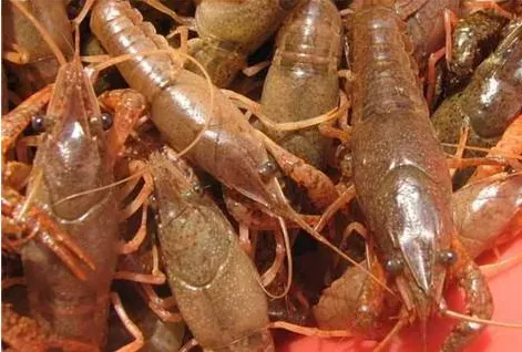 如何判断小龙虾饲料的好坏？颗粒饲料