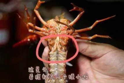 小龙虾怎么区分公母？小龙虾吃公的还是母的好？