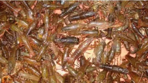 诱捕小龙虾有哪些方法？虾笼地笼和急流聚捕哪种好？