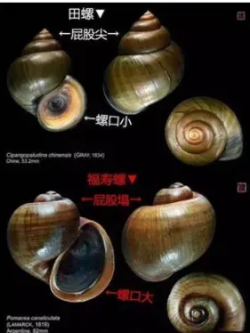 福寿螺和田螺有何的区别？误食福寿螺对身体危害有哪些？