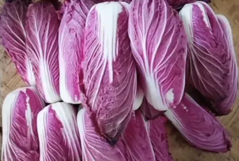 紫色白菜是转基因白菜吗？和白菜相比哪个营养价值高？