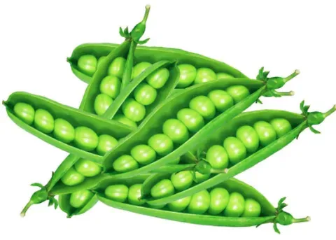 豌豆属不属于豆制品？与黄豆相比哪个蛋白含量高？