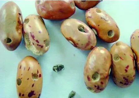 豌豆放一段时间怎么会长出虫子？采用真空保存能避免吗？