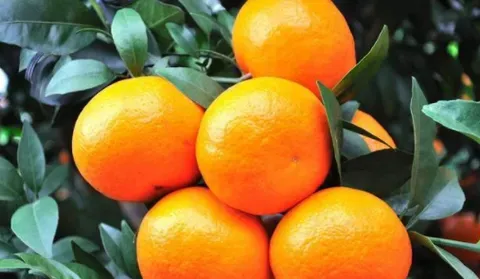 沙糖桔和蜜橘有什么区别？两者口感上哪种更甜？