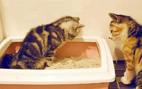 猫砂可以养花吗？什么样的猫砂可以养花？