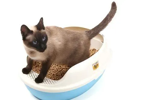 什么样的猫砂更好用？如何选购质量好的猫砂？