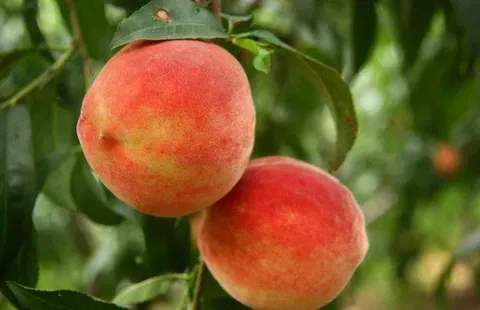 桃子什么季节成熟?春节过年市场上