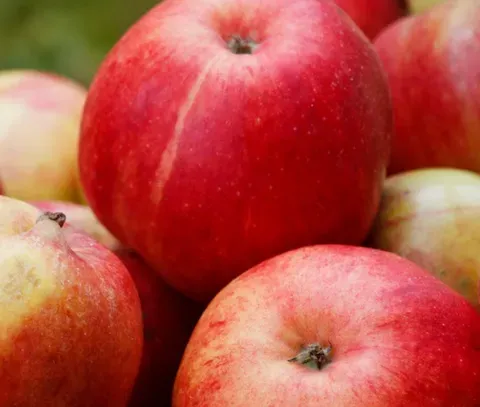 苹果颜色不均营养有影响吗？上色期需要注意些什么？