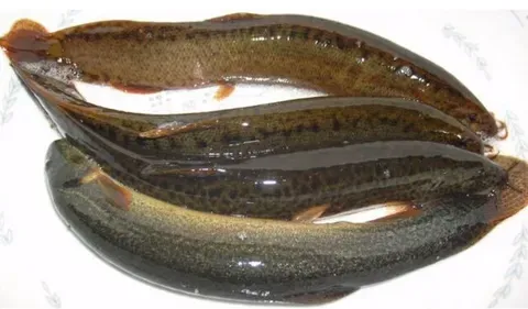尿酸高的人能吃泥鳅有没有危害？怎么吃能够去嘌呤？