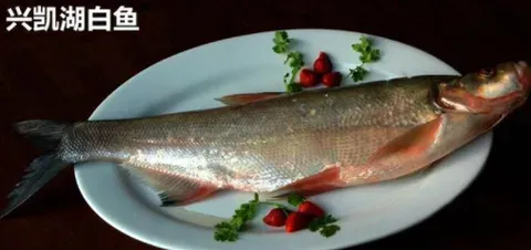 哪个地方的野生鱼吃着美味？推荐几款肉质鲜美野生鱼？