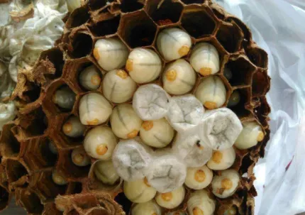 蜂蛹冷冻可以保存多久？可以加工成哪