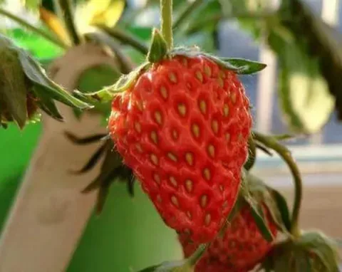 草莓种子种在阳台会结果吗？如何在阳台种植草莓盆栽