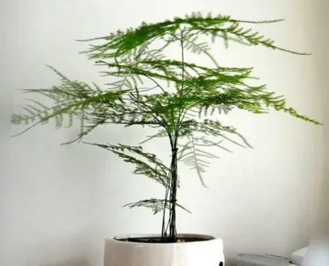 文竹怎样才能长得矮一点？通过植物生长调节剂能改善吗