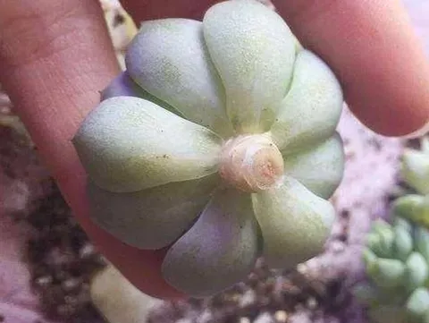 多肉植物适合什么季节砍头？多肉砍头需要注意什么